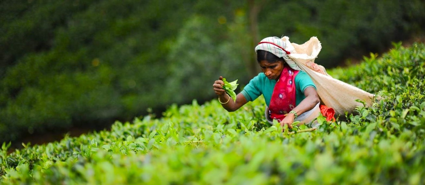 A tea picker near Ceylon tea Trails in Sri Lanka's tea country