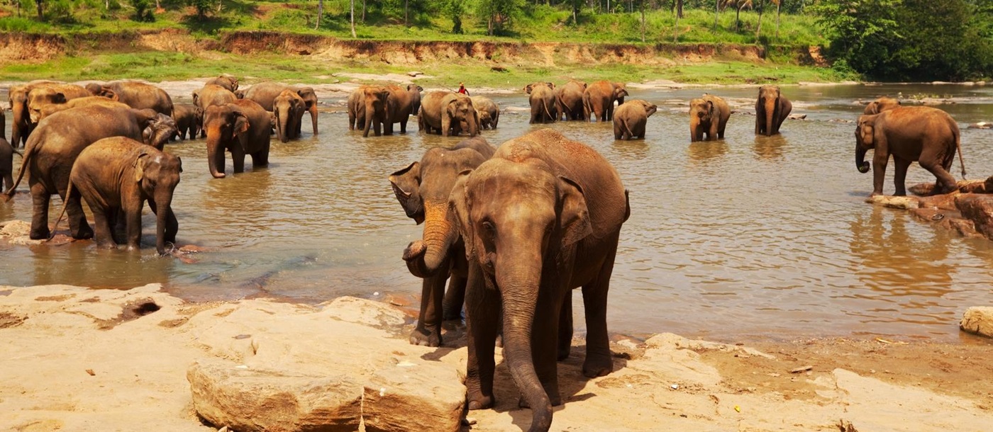 elephants, Sri Lanka
