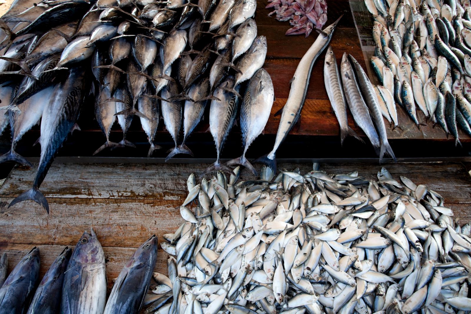 Fish market in Galle, Sri Lanka