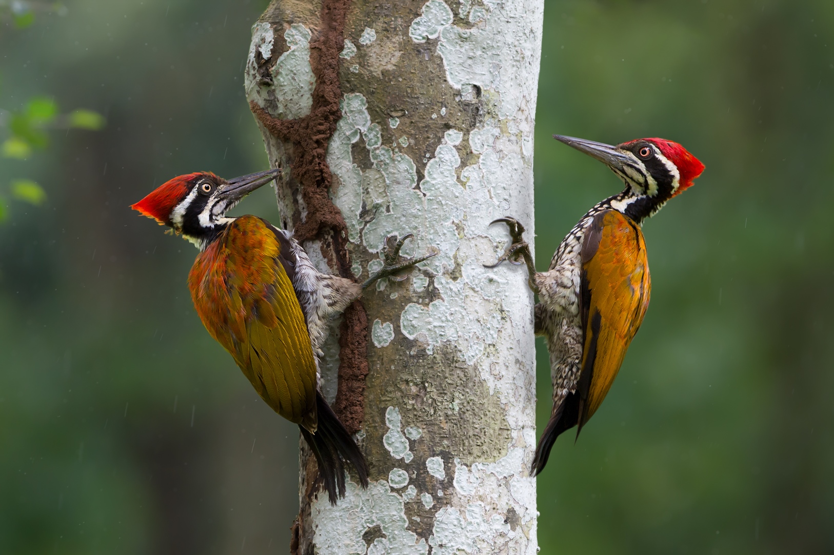 Greater Flameback Woodpecker in Sri Lanka