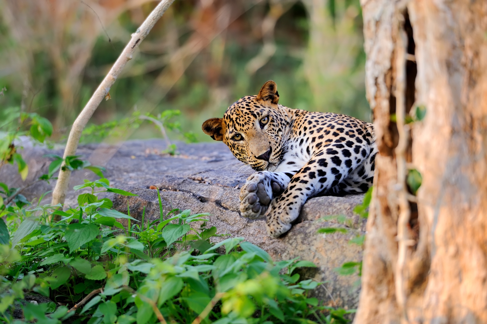 Leopard, Sri Lanka