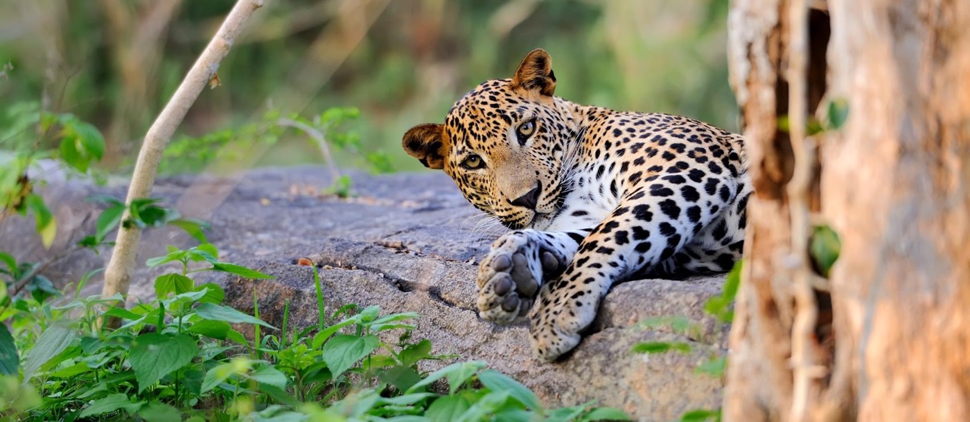 leopard, Sri Lanka