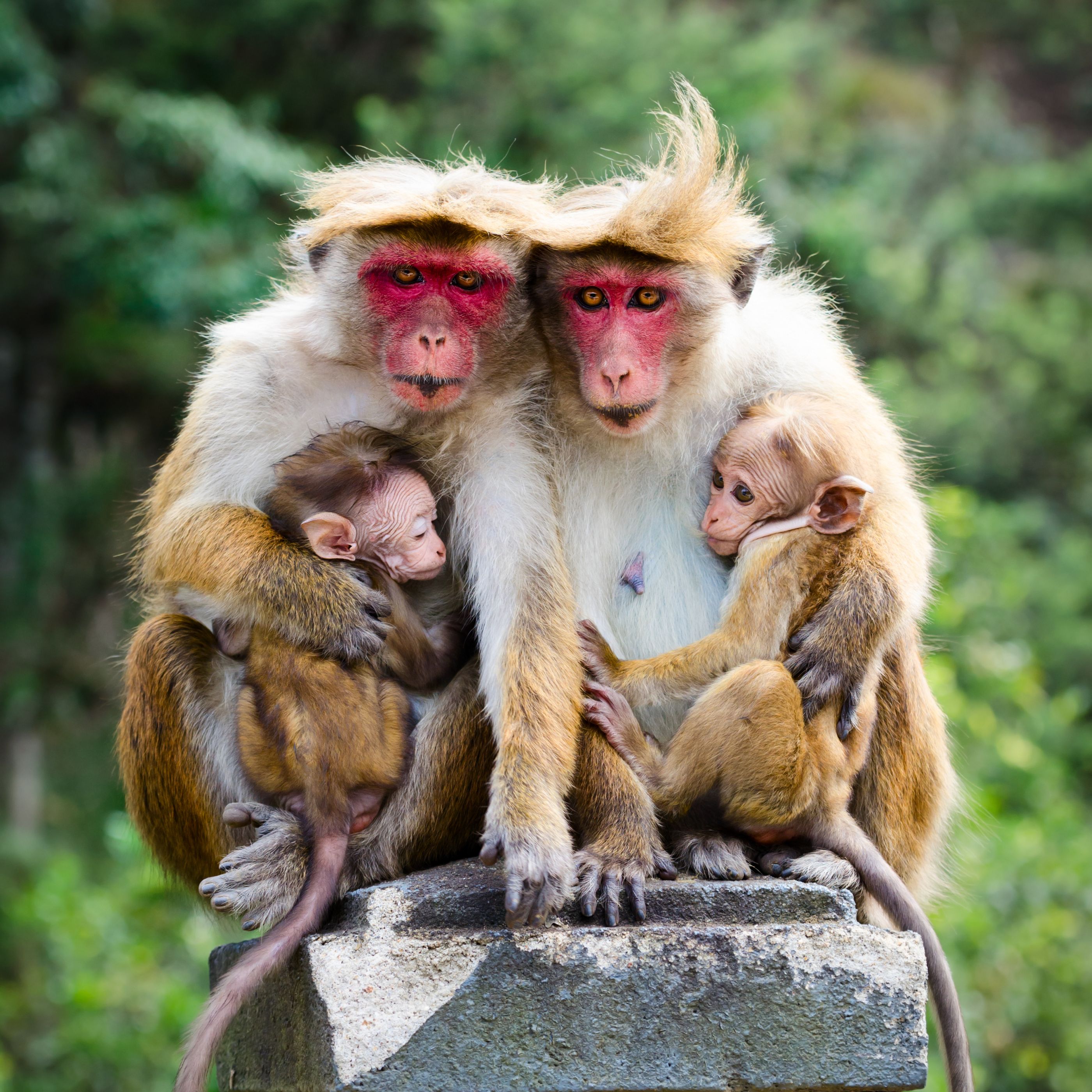 Macaca fuscatas, Sri Lanka