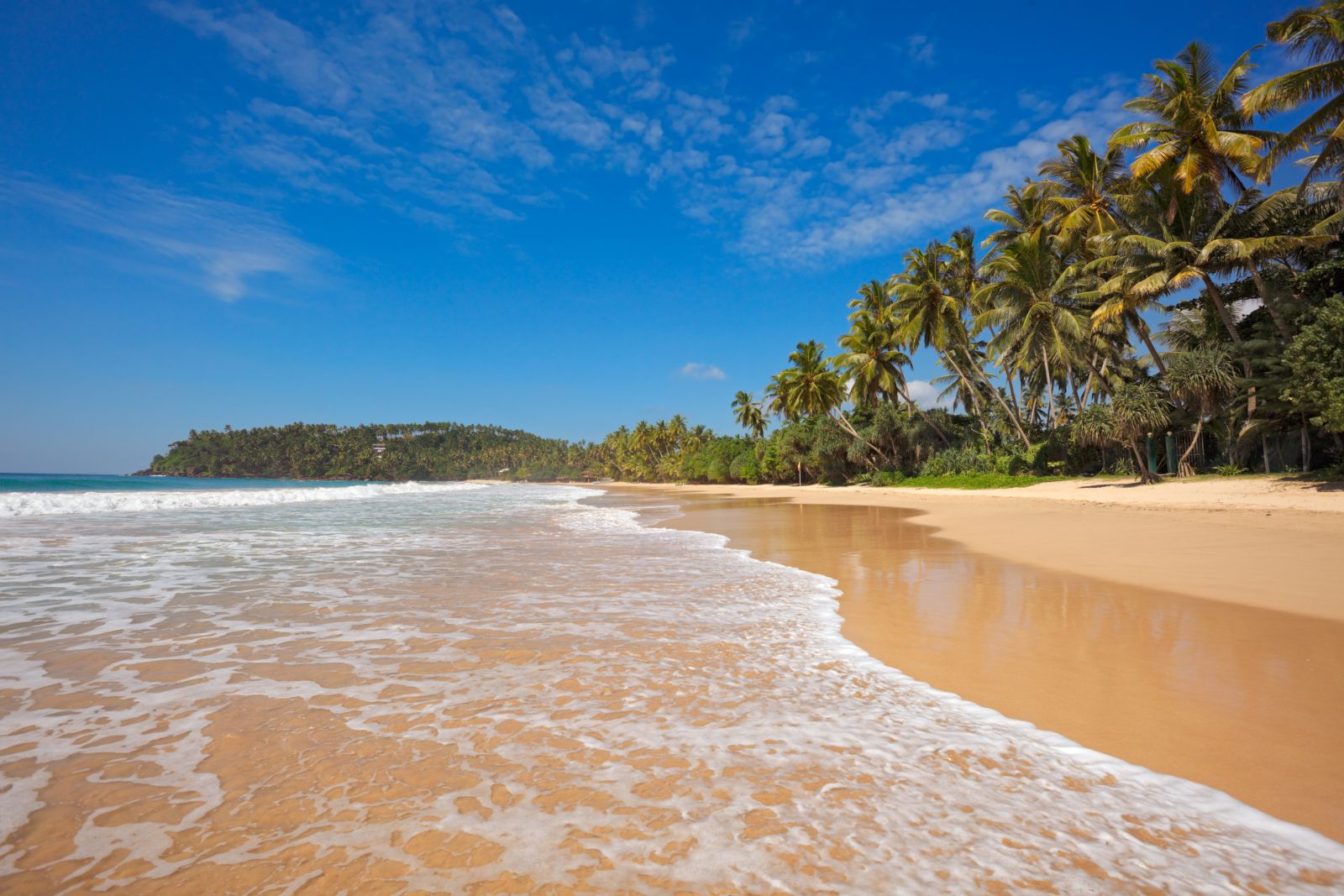 Golden sand beach backed by palm trees on the south coast of Sri Lanka