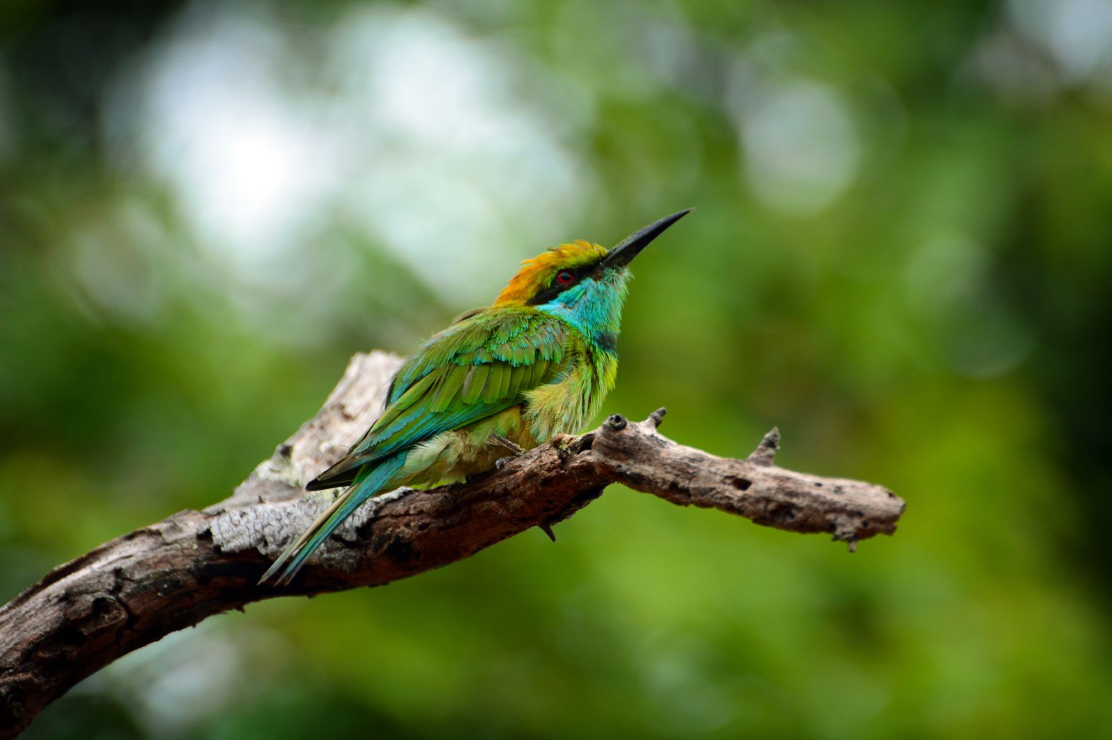 Bird native to Sri Lanka