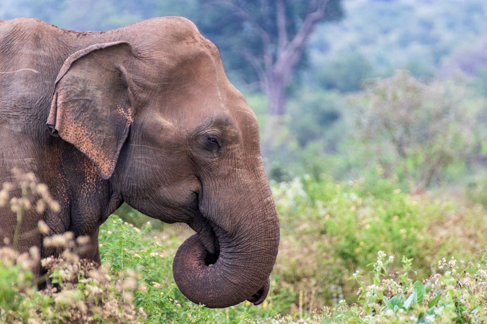 Profile view of an Elephant in Sri Lanka
