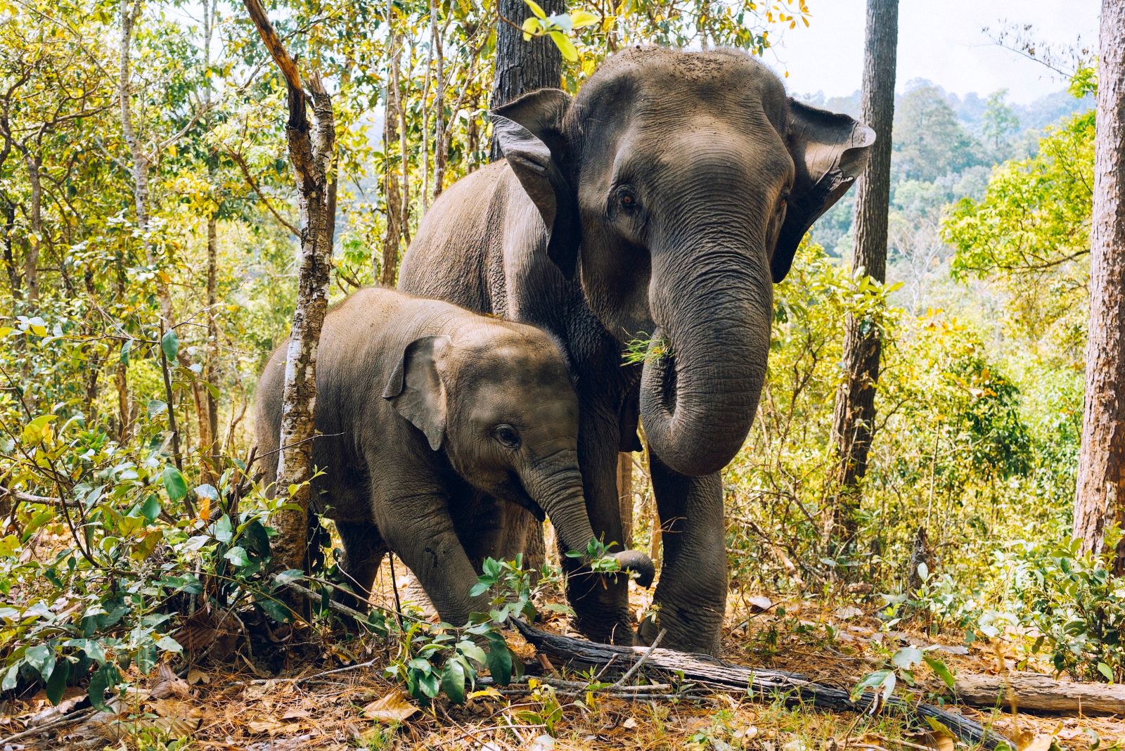 Elephants in Sri Lanka