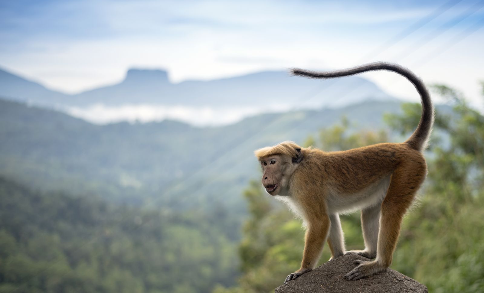 Monkey against the backdrop of forests and cliffs in northern Sri Lanka