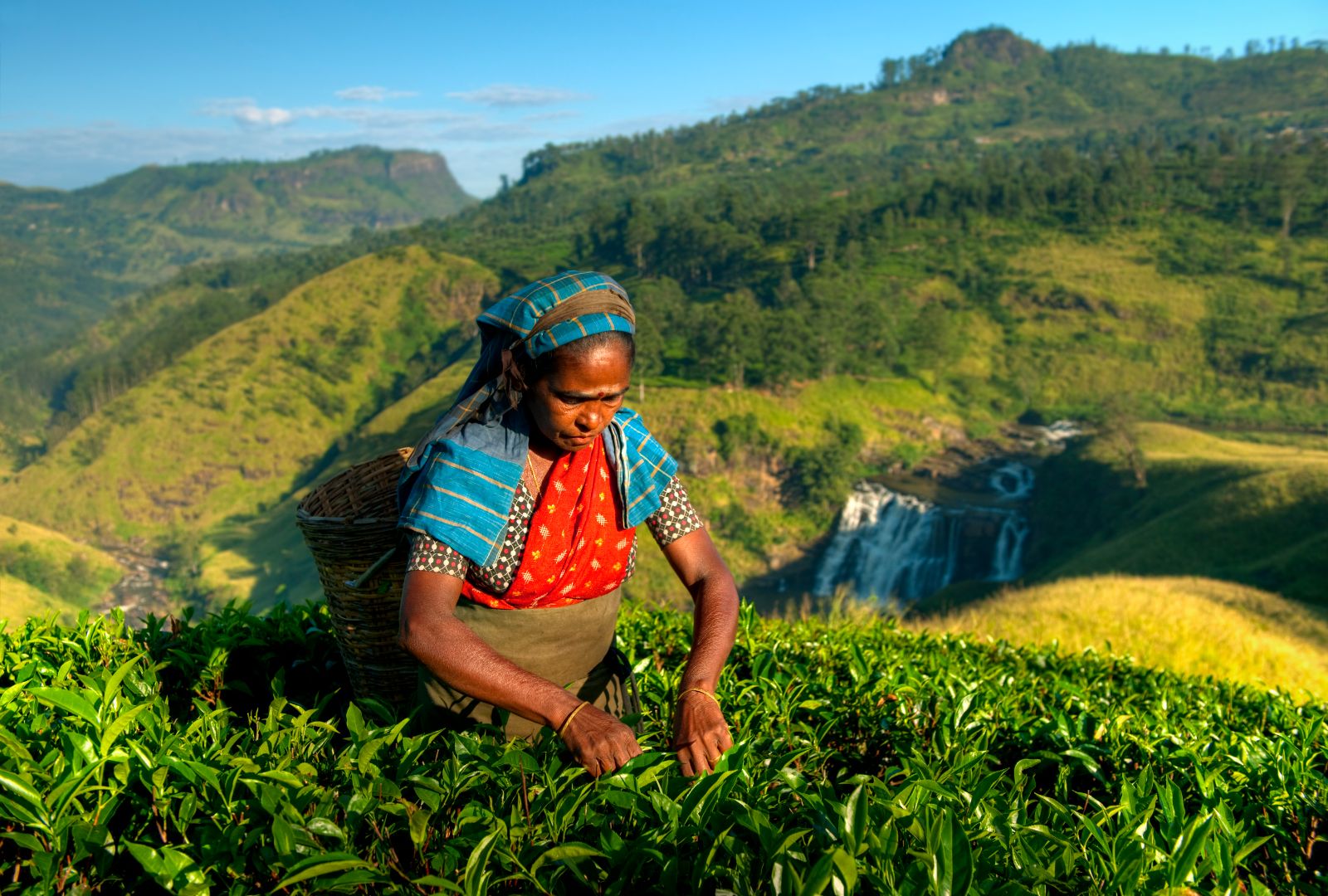 A tea picker at work in Sri Lanka