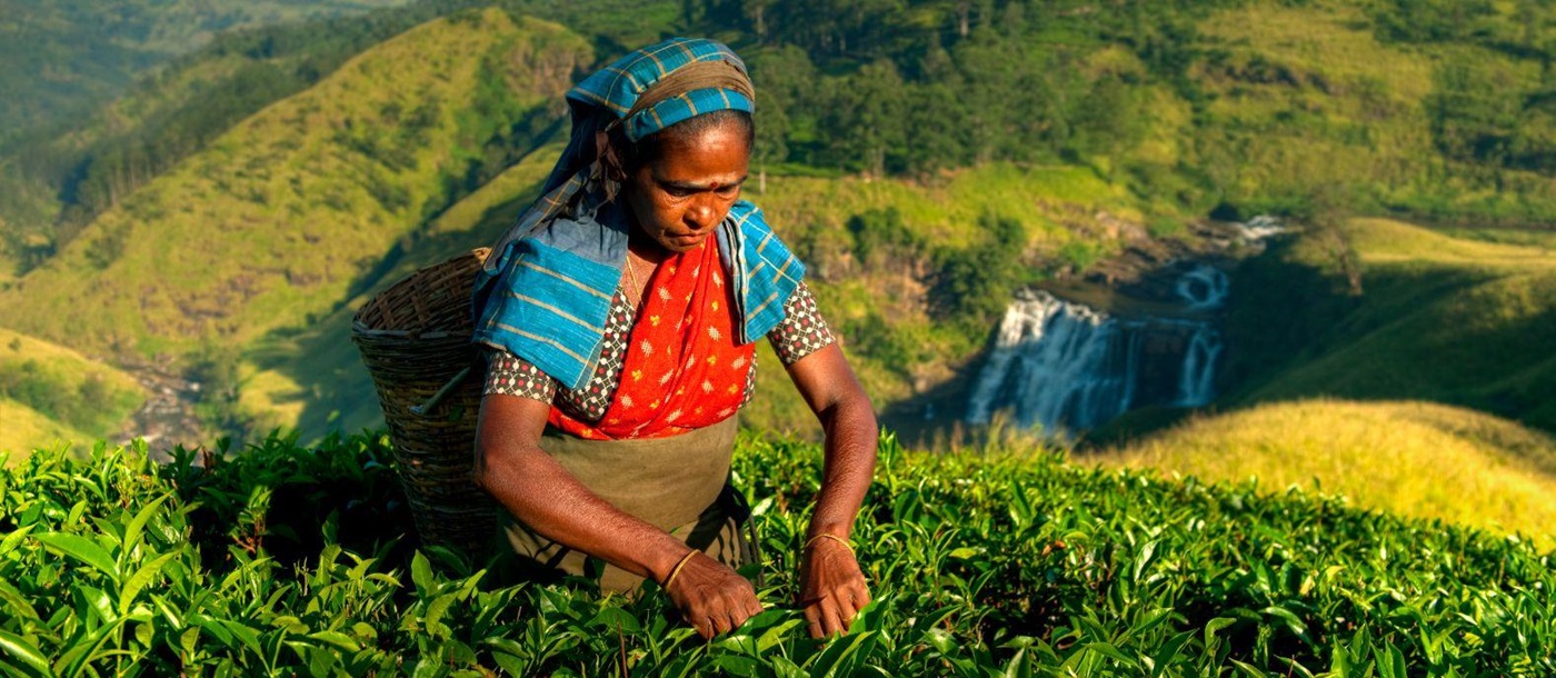 A tea picker at work in Sri Lanka