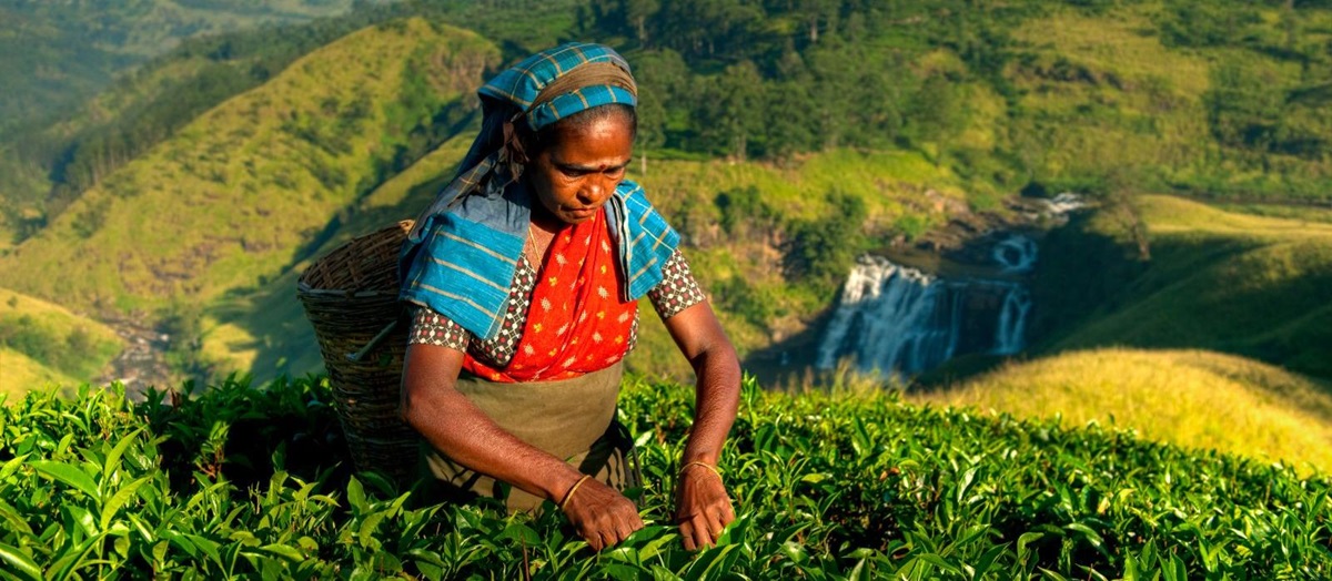 A tea picker at work in Sri Lanka