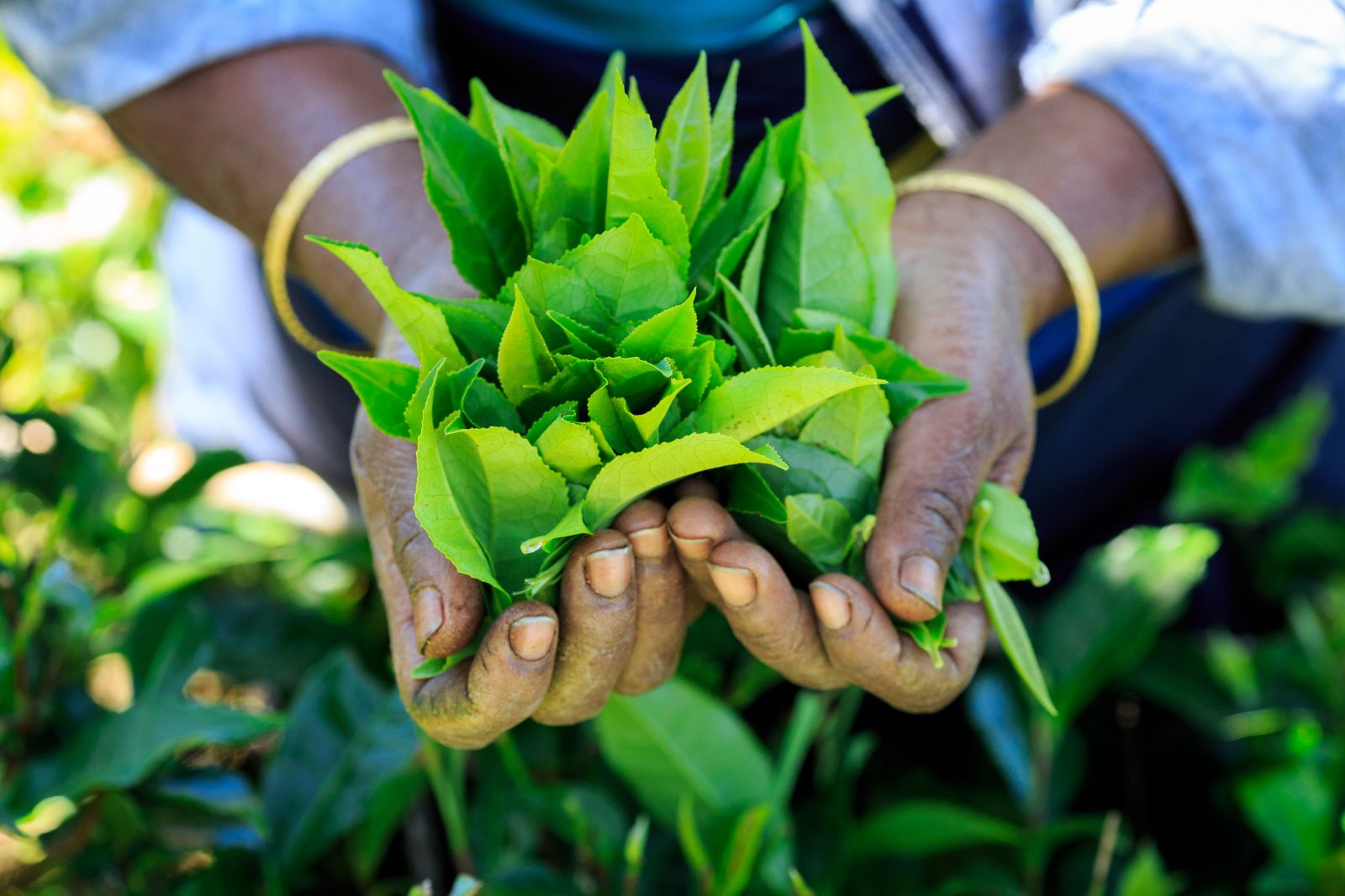Plantation worker holding freshly picked tea leaves in Sri Lanka