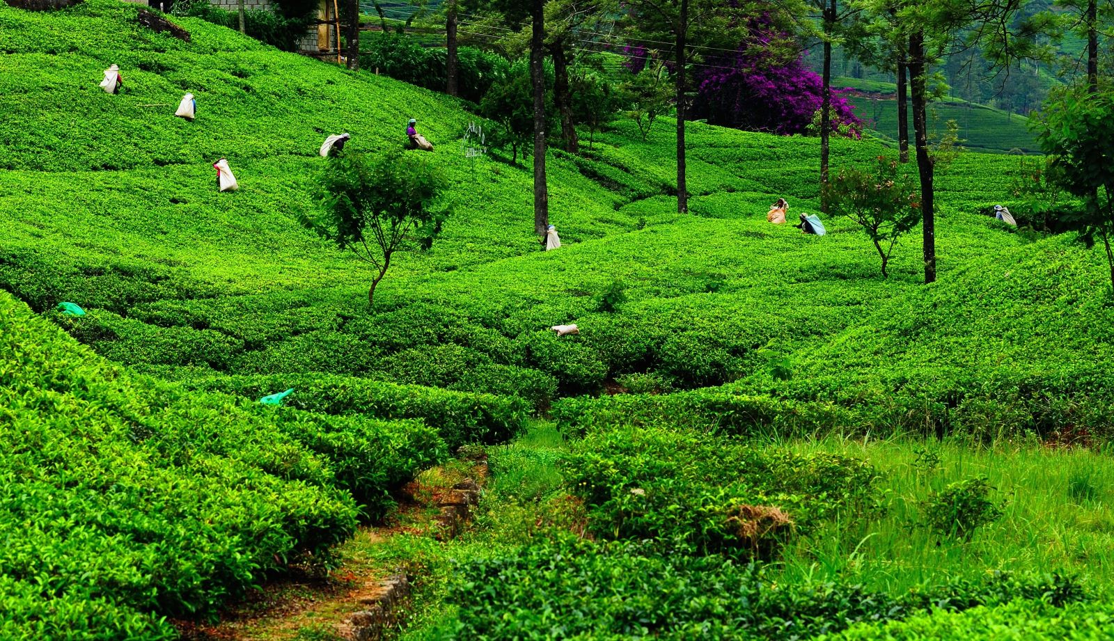 Plantation workers in the rolling hills of Sri Lanka's tea country