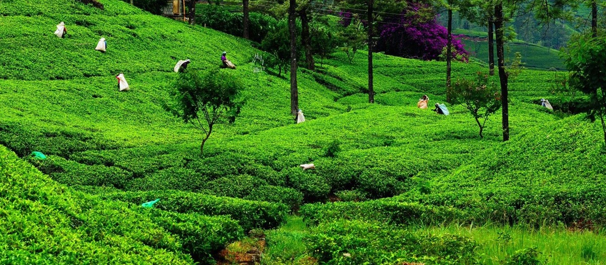 Plantation workers in the rolling hills of Sri Lanka's tea country