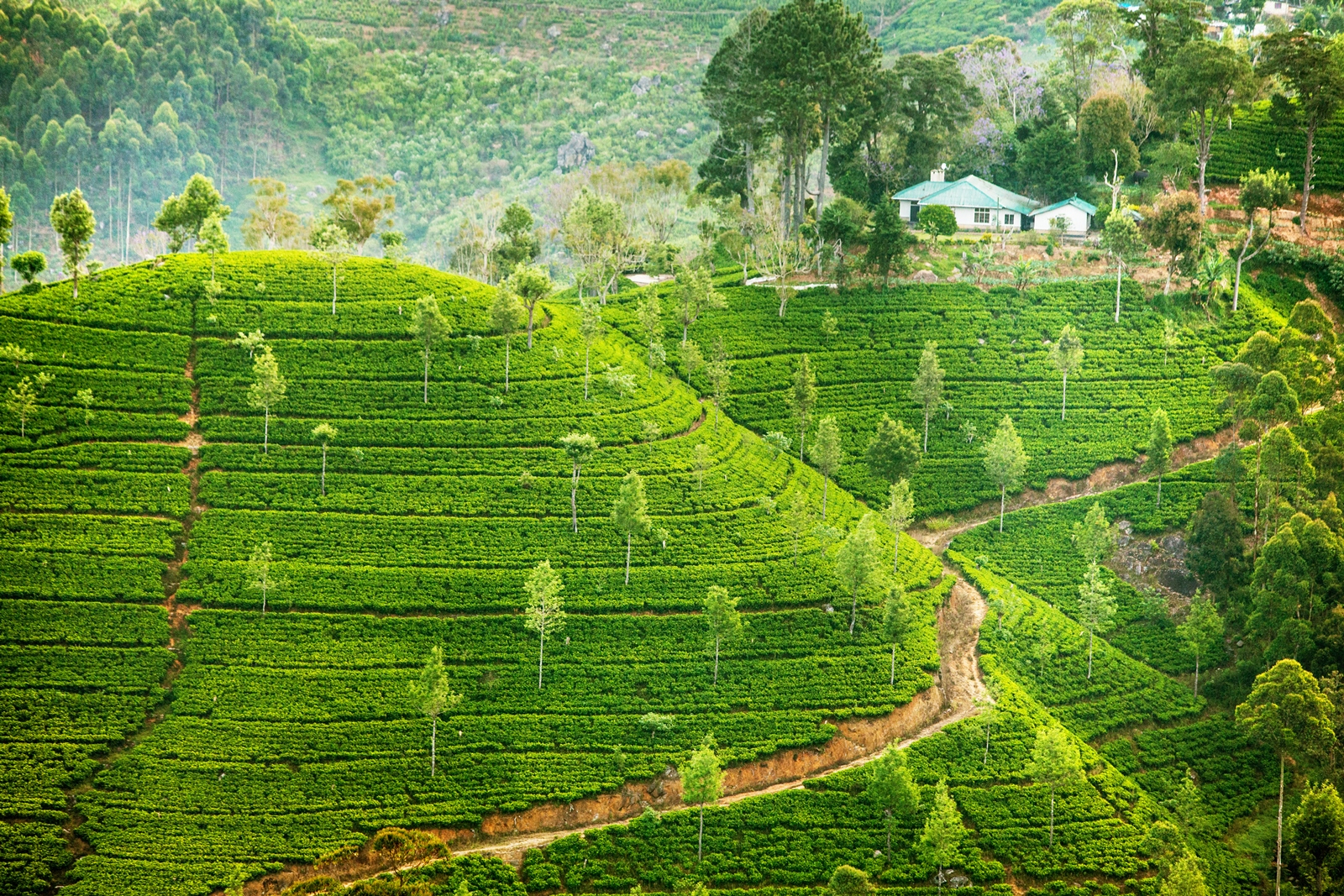 tea plantation, Sri Lanka