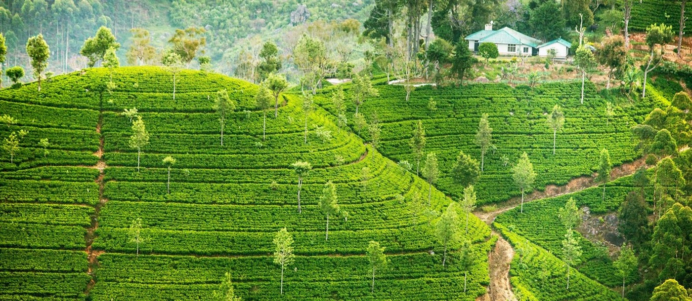 tea plantation, Sri Lanka
