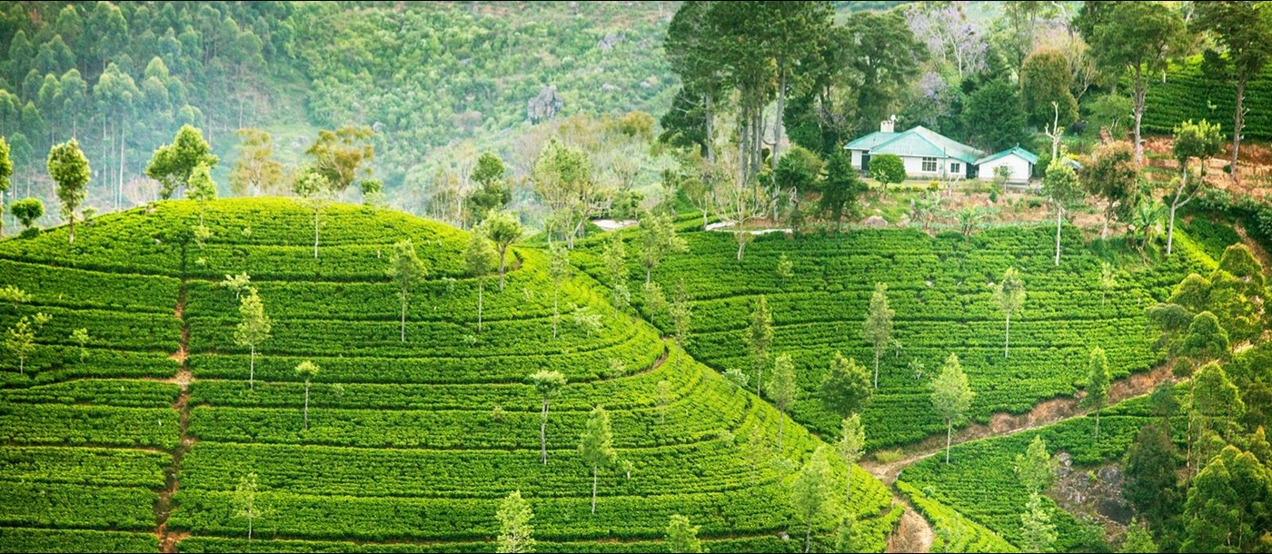 tea plantation, Sri Lanka