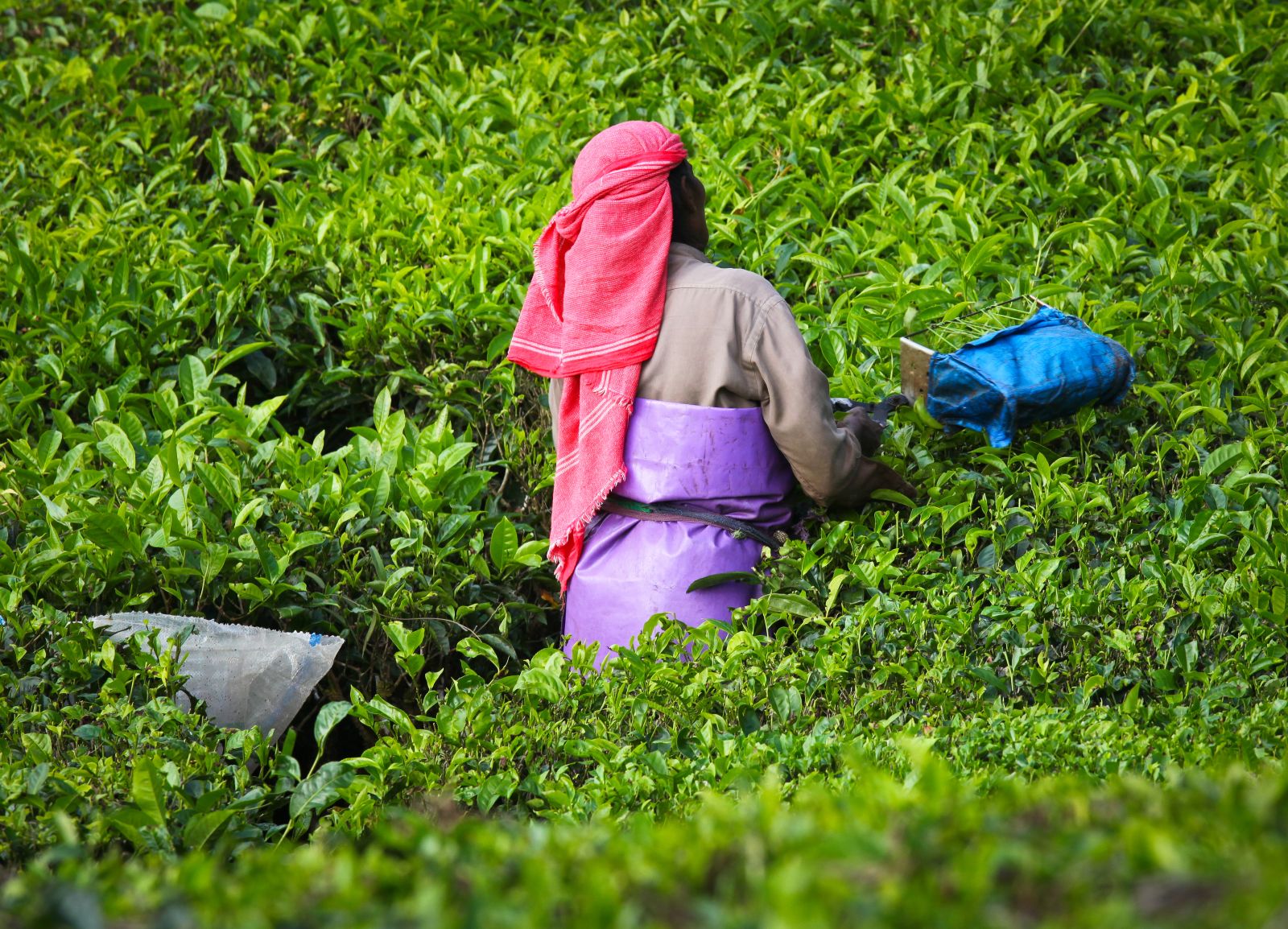 A Sri Lankan lady wearing a pink scarf on her head picking tea