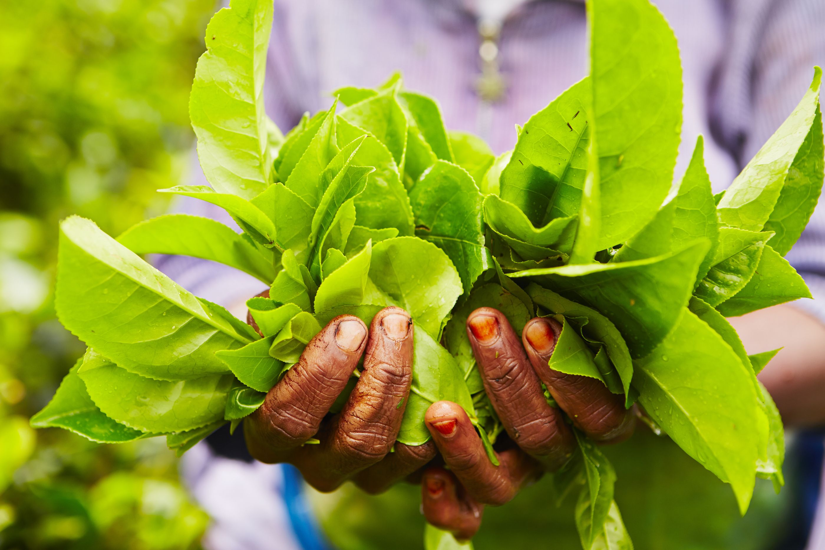 fresh picked tea, Sri Lanka