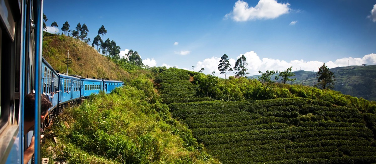 Train through tea plantations, Sri Lanka