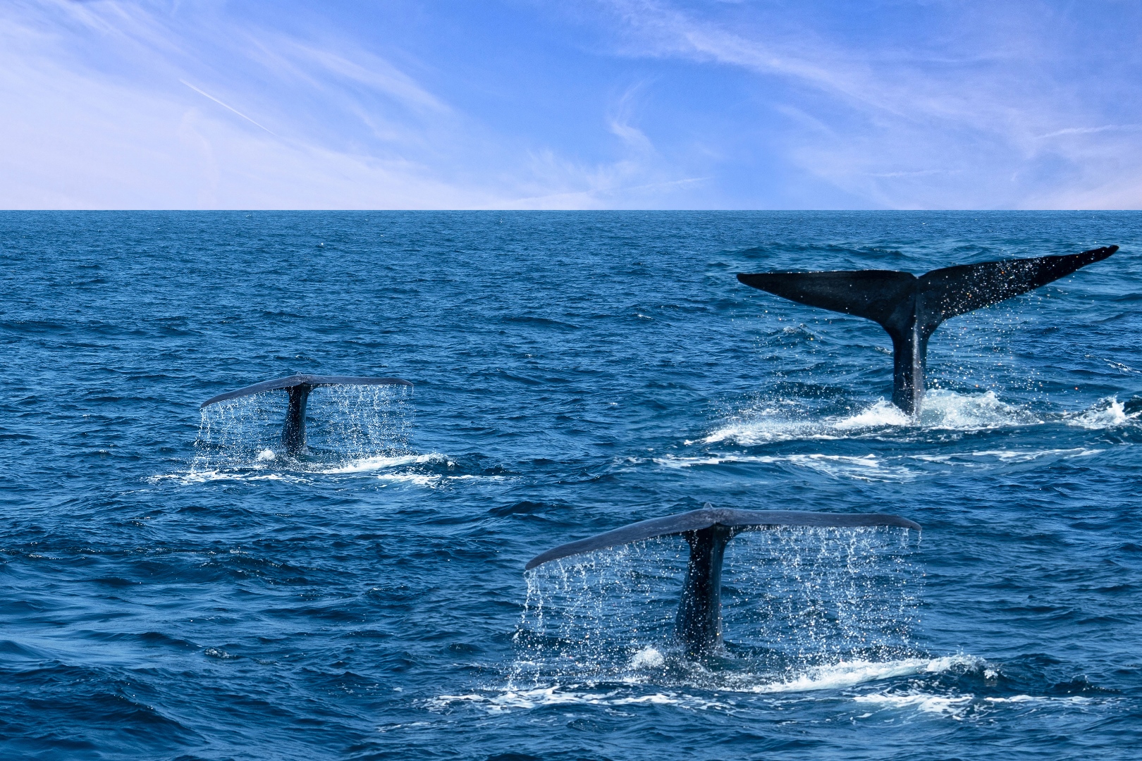 Whales off the coast of Mirissa in Sri Lanka