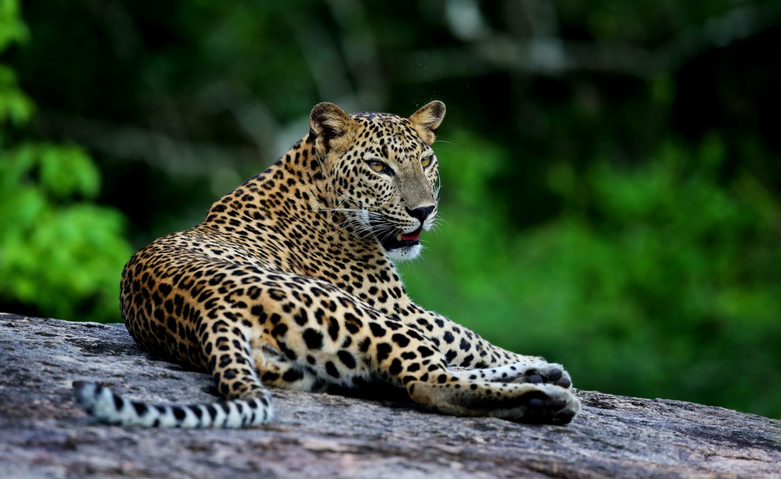 A leopard in Yala National Park near the grounds of Wild Coast in Sri Lanka