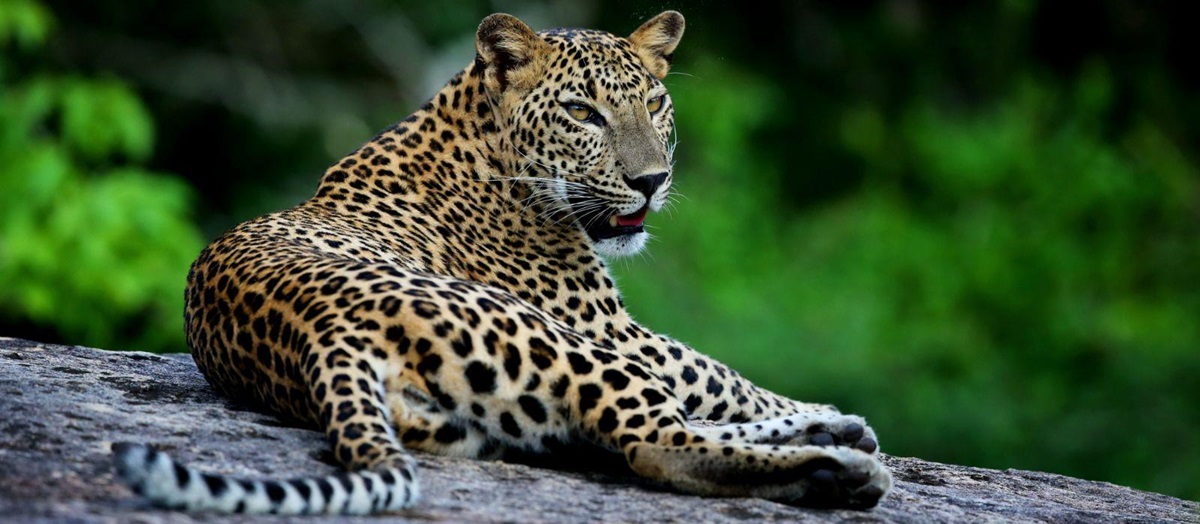 A leopard in Yala National Park near the grounds of Wild Coast in Sri Lanka