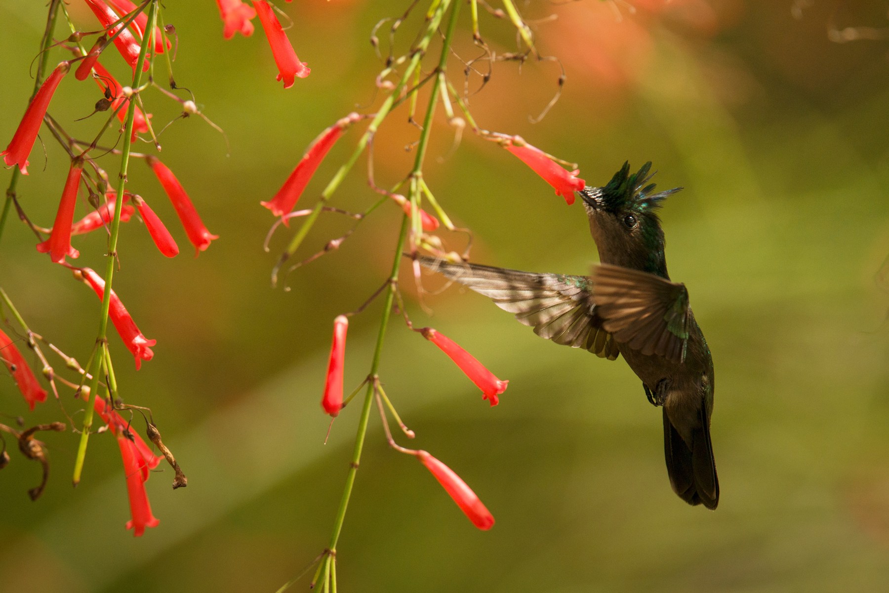 Birdwatching at Anse Chastanet, St Lucia