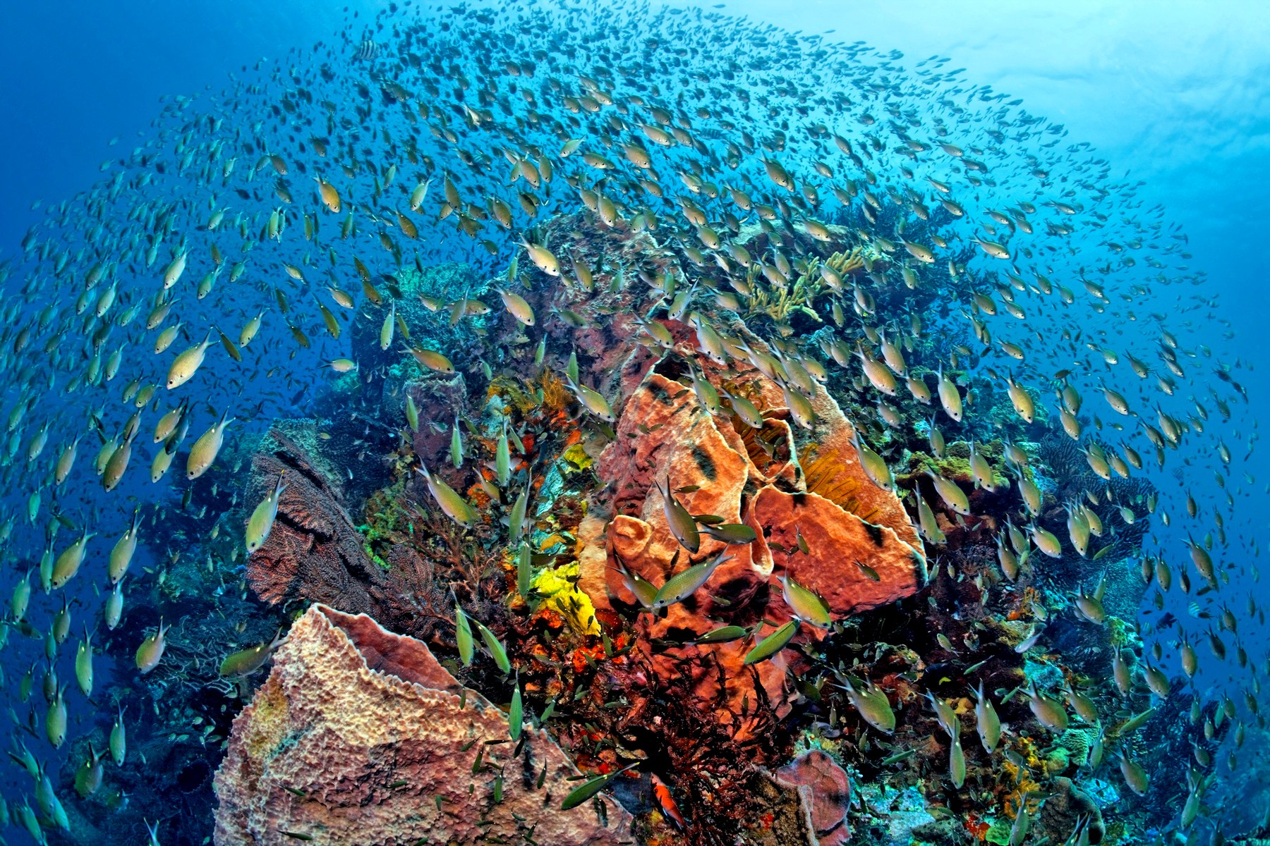 A swarm of fish swimming aroudn the coral near Anse Chastanet, St Lucia