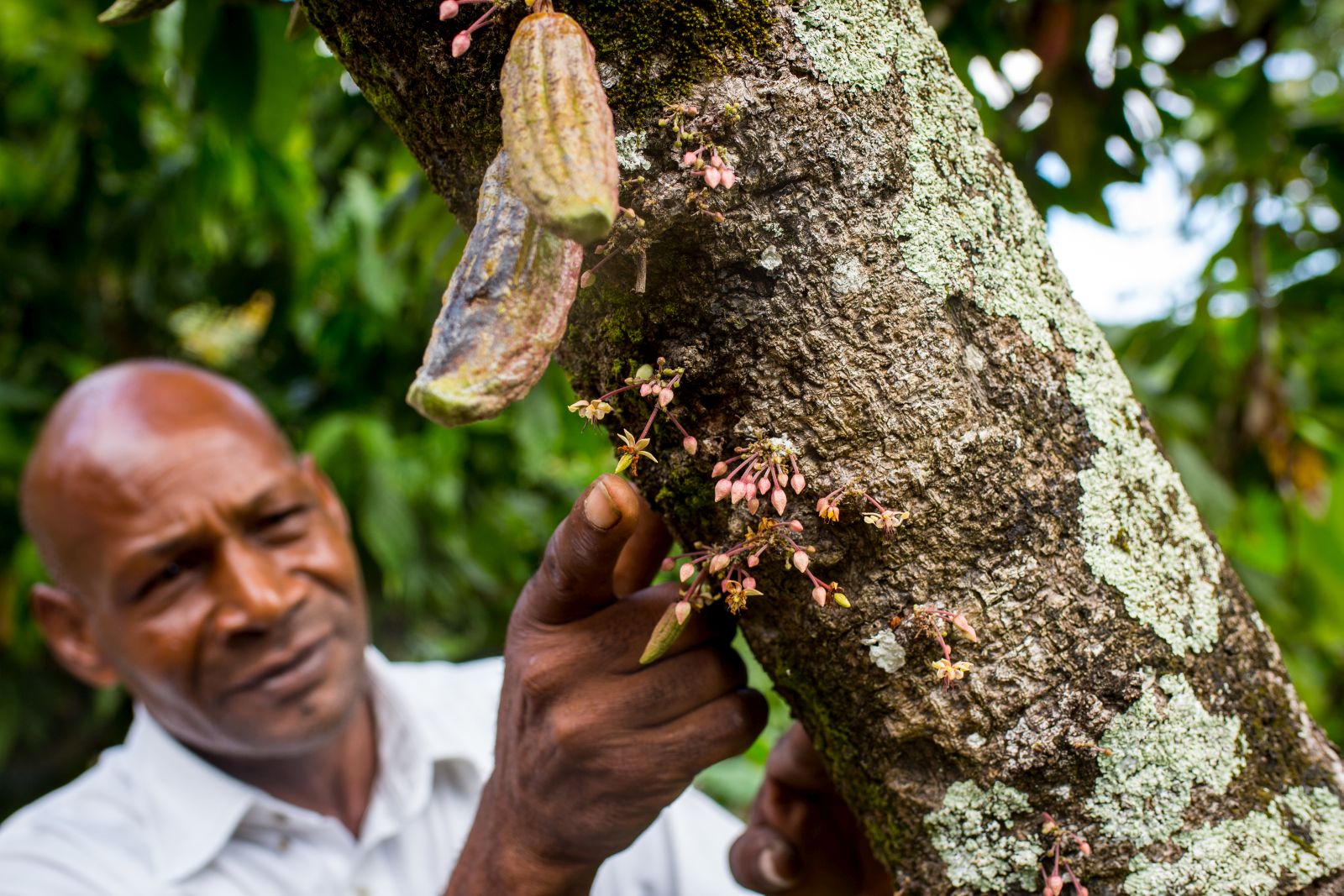 Cocoa plantation at Boucan by Hotel Chocolat