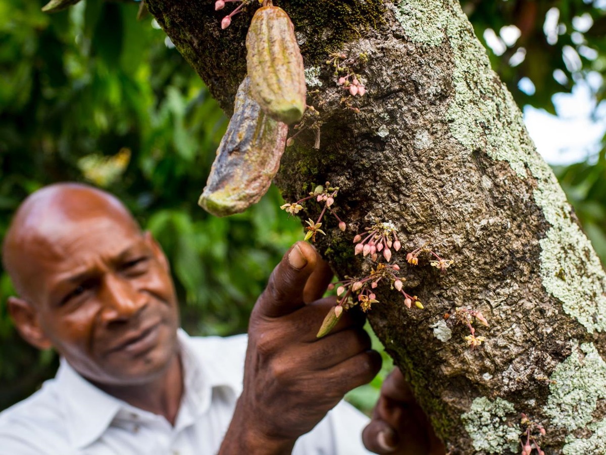 Cocoa plantation at Boucan by Hotel Chocolat
