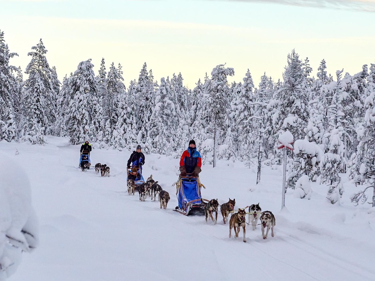 Dogsledding in Swedish Lapland on the grounds of Arctic Retreat