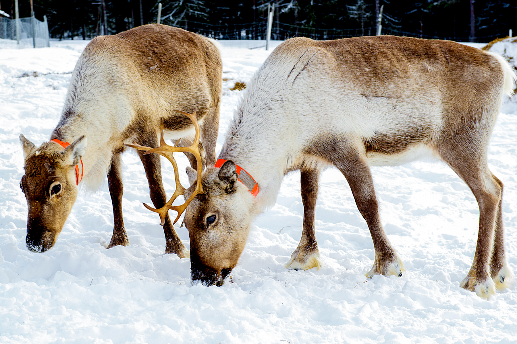 Sami reindeer during a visit from Arctic retreat in Swedish Lapland