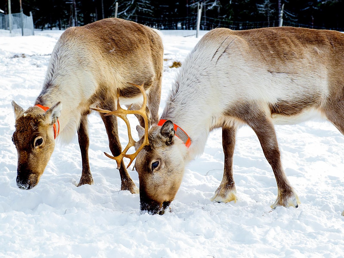 Sami reindeer during a visit from Arctic retreat in Swedish Lapland