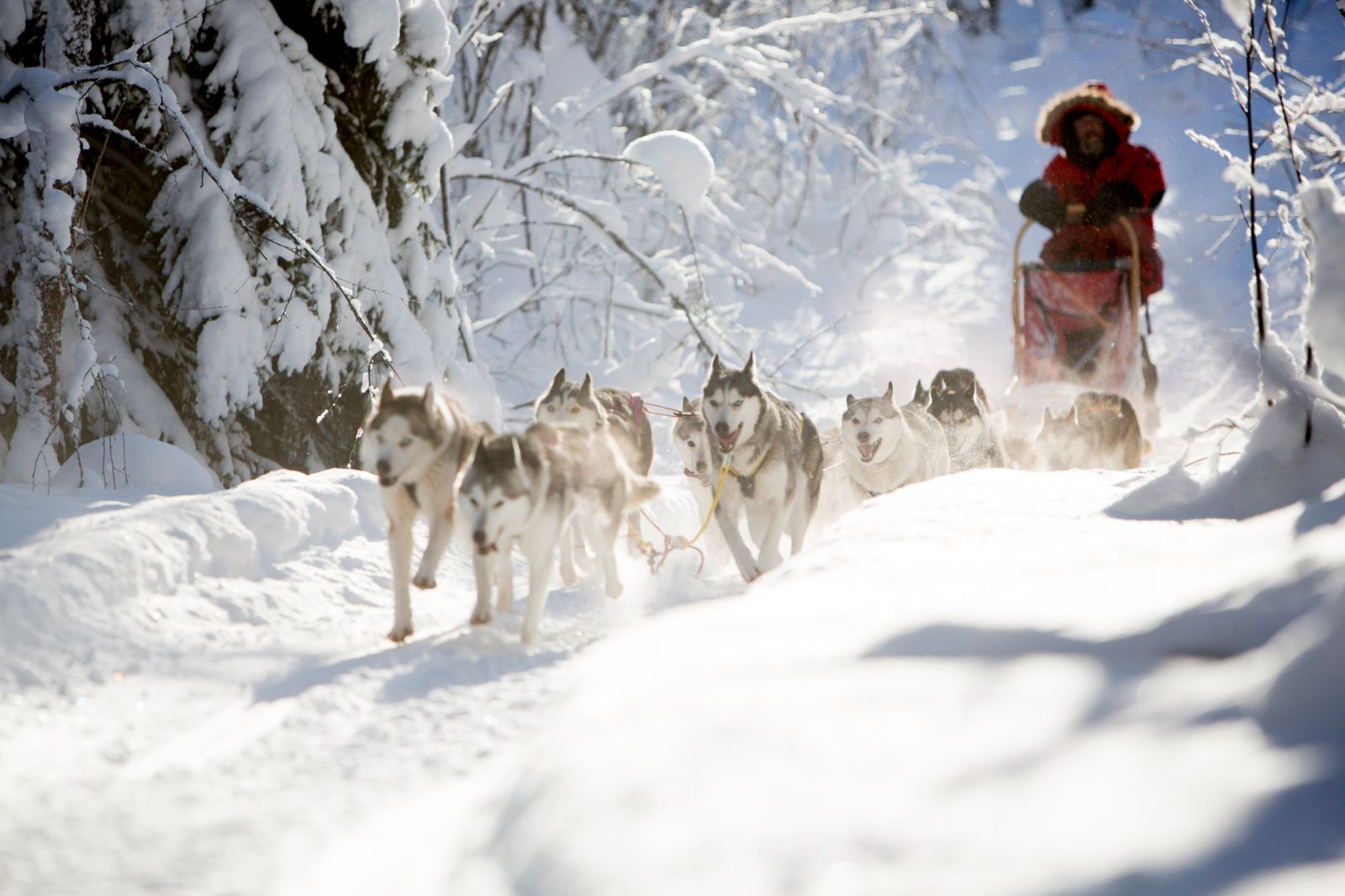 Guests dog sledding during a stay at Aurora Safari Camp in Sweden