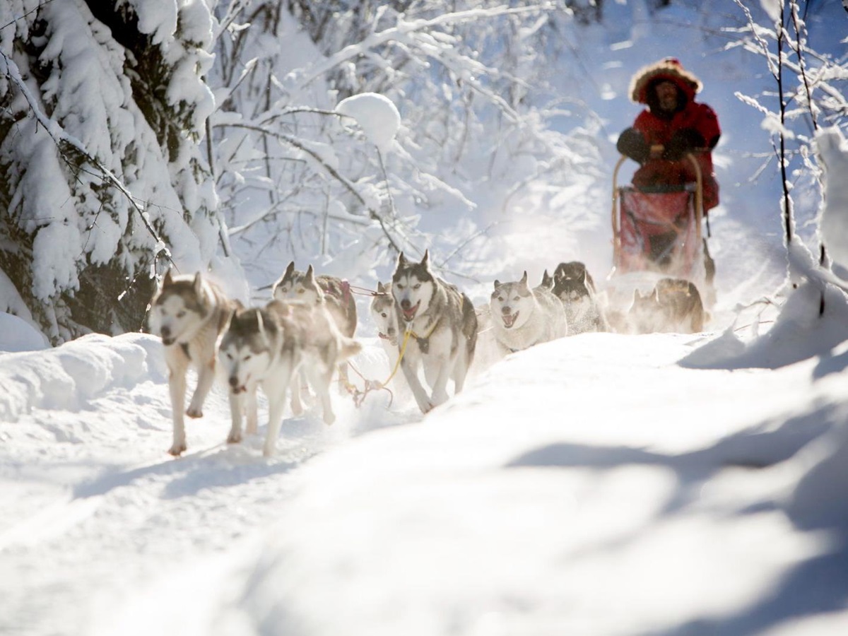 Guests dog sledding during a stay at Aurora Safari Camp in Sweden