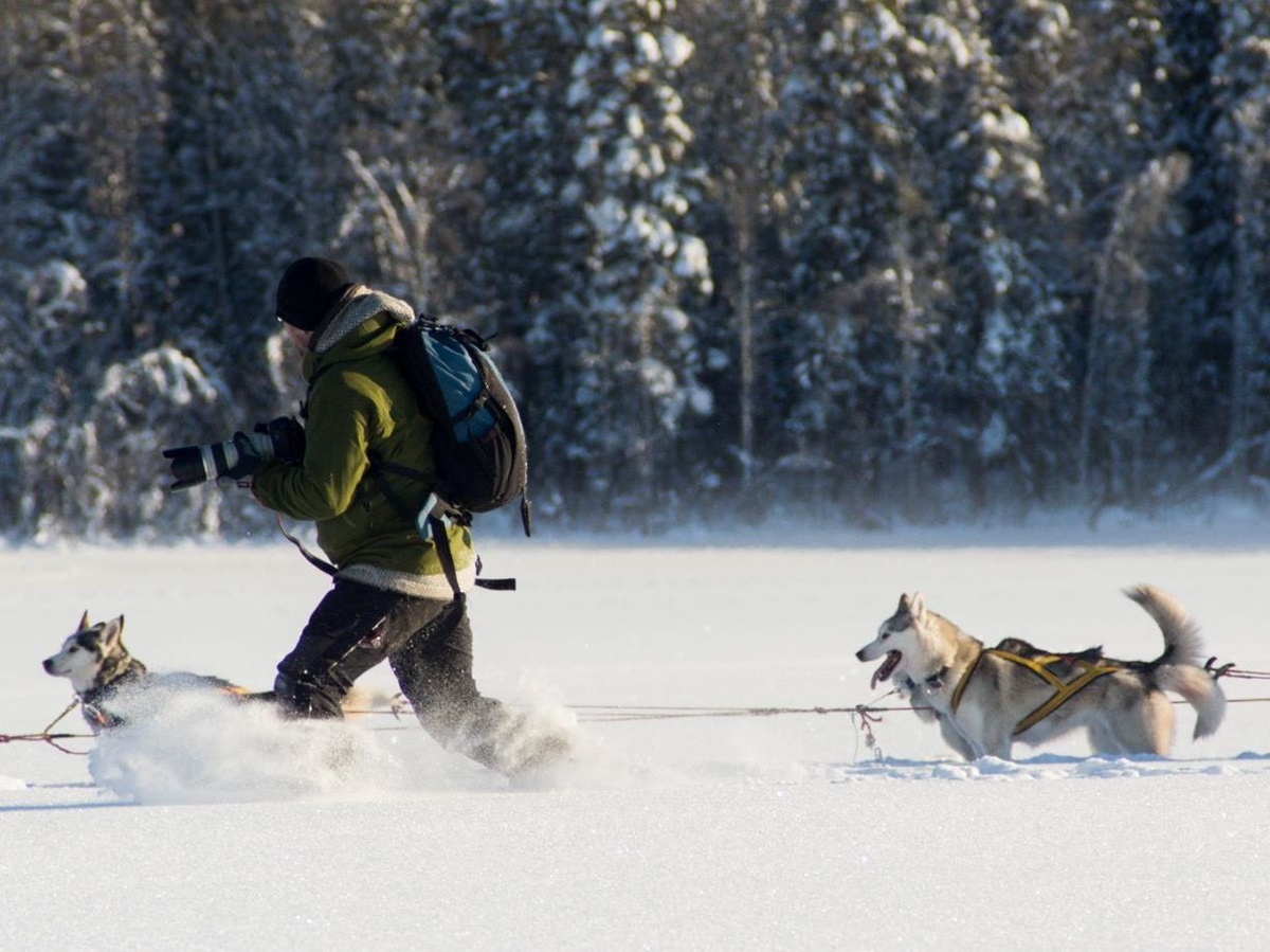 Guests hiking with the resident huskys at Aurora Safari Camp in Sweden