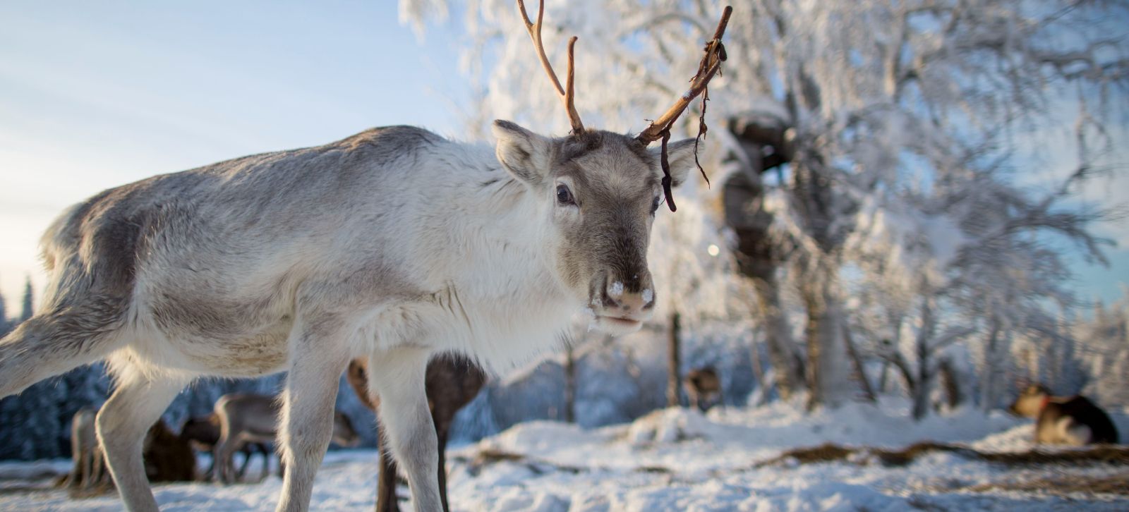 Reindeer looking into the Camera