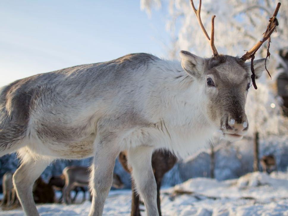 Reindeer looking into the Camera