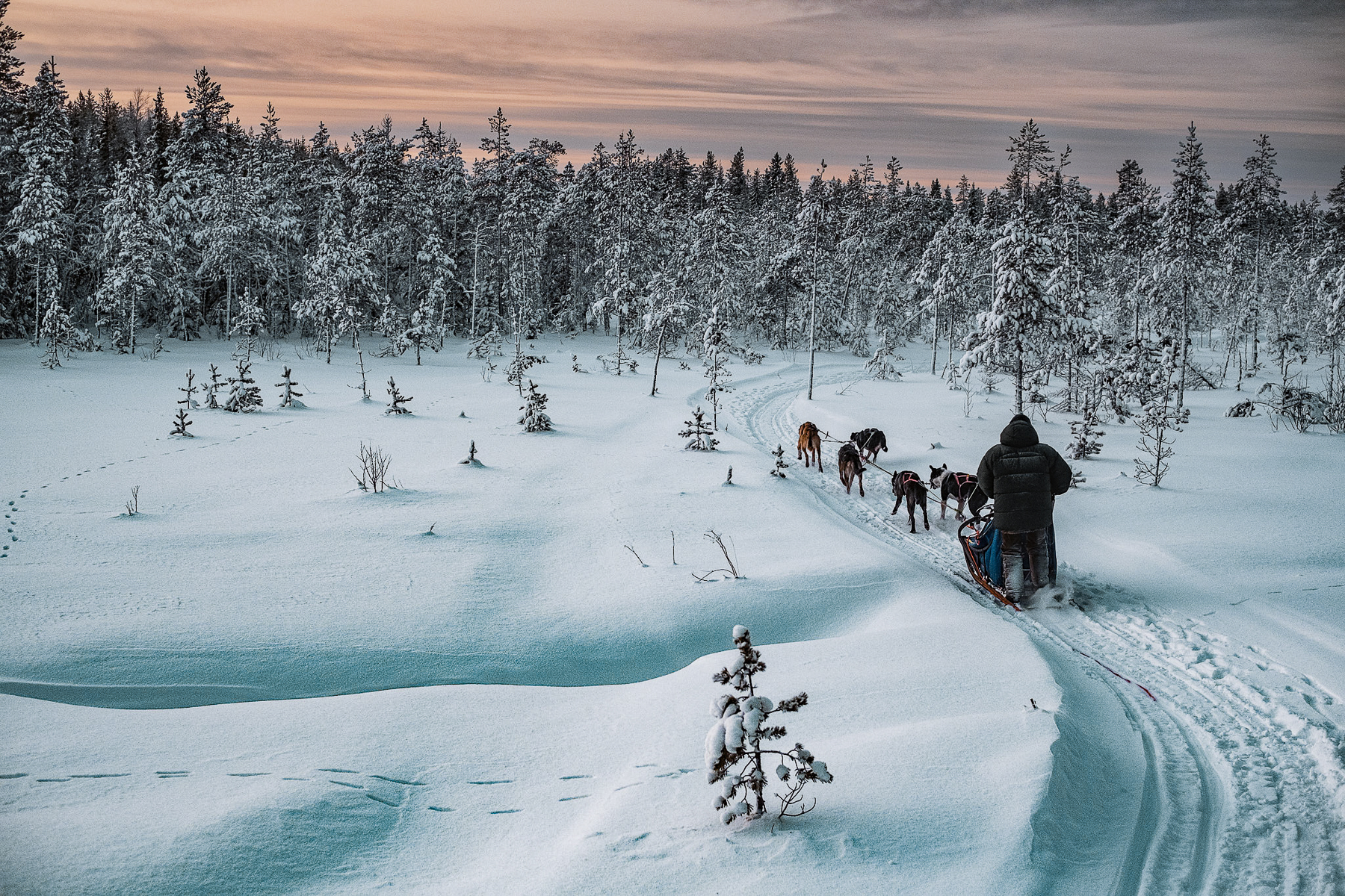 Dog sledding through the snowy forests of Swedish Lapland at Logger's Lodge