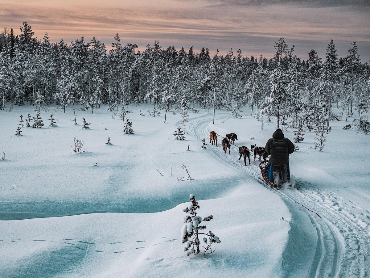 Dog sledding through the snowy forests of Swedish Lapland at Logger's Lodge