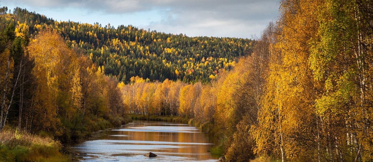 Forest views with calming river at luxury Loggers Lodge hotel in Sweden