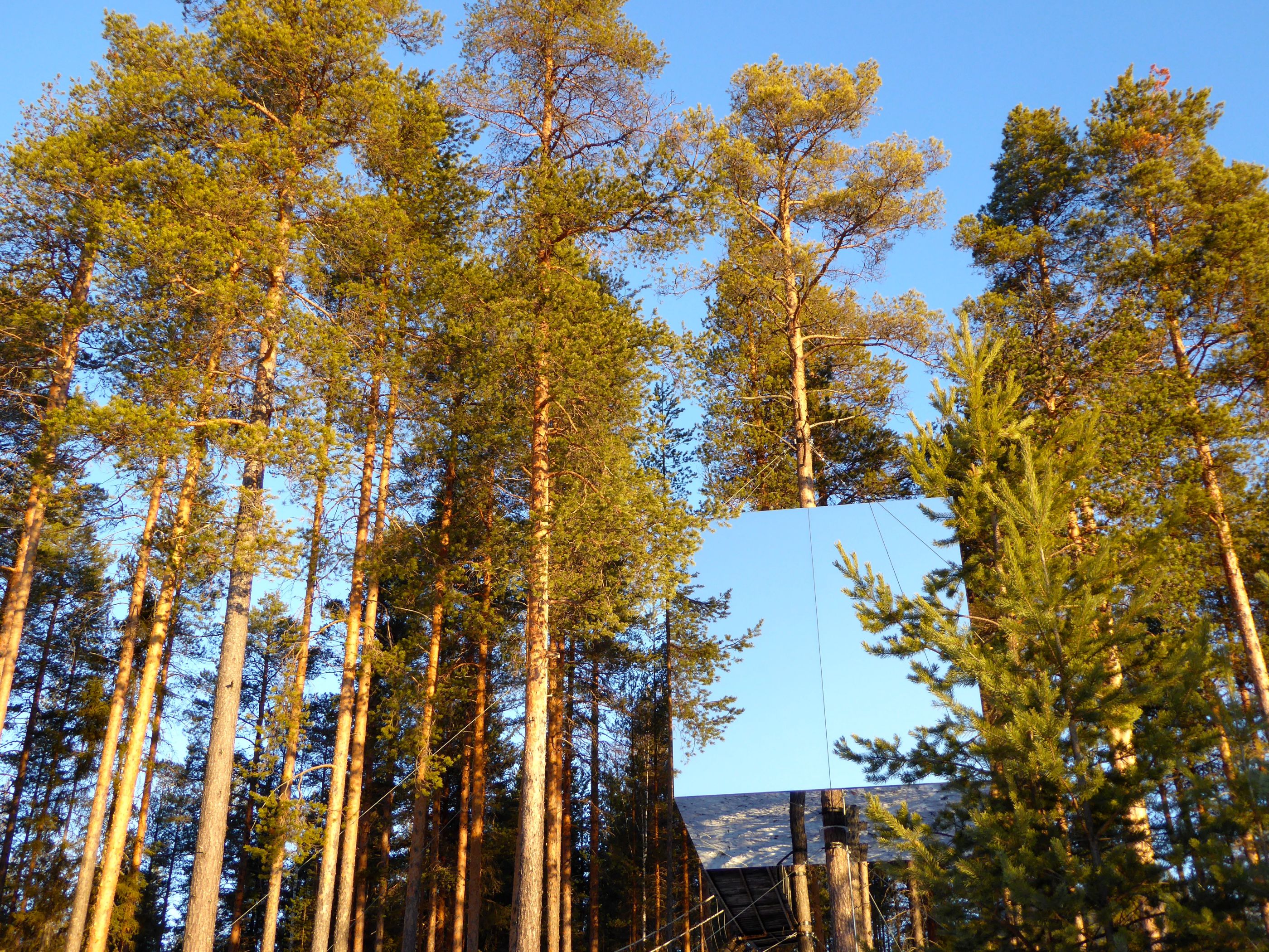 exterior view of the tree hotel in sweden