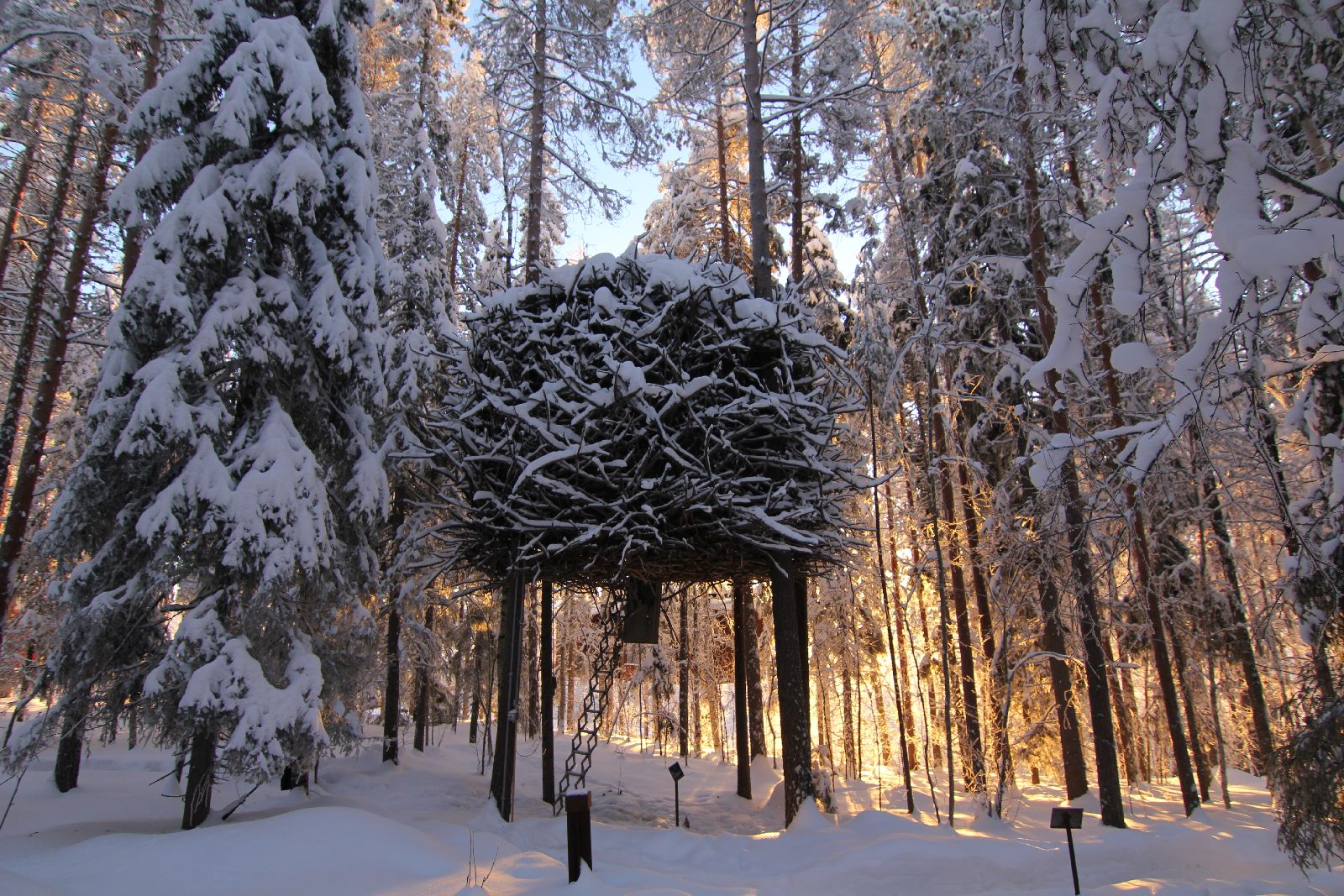 The Birds Nest at the Treehotel in Sweden