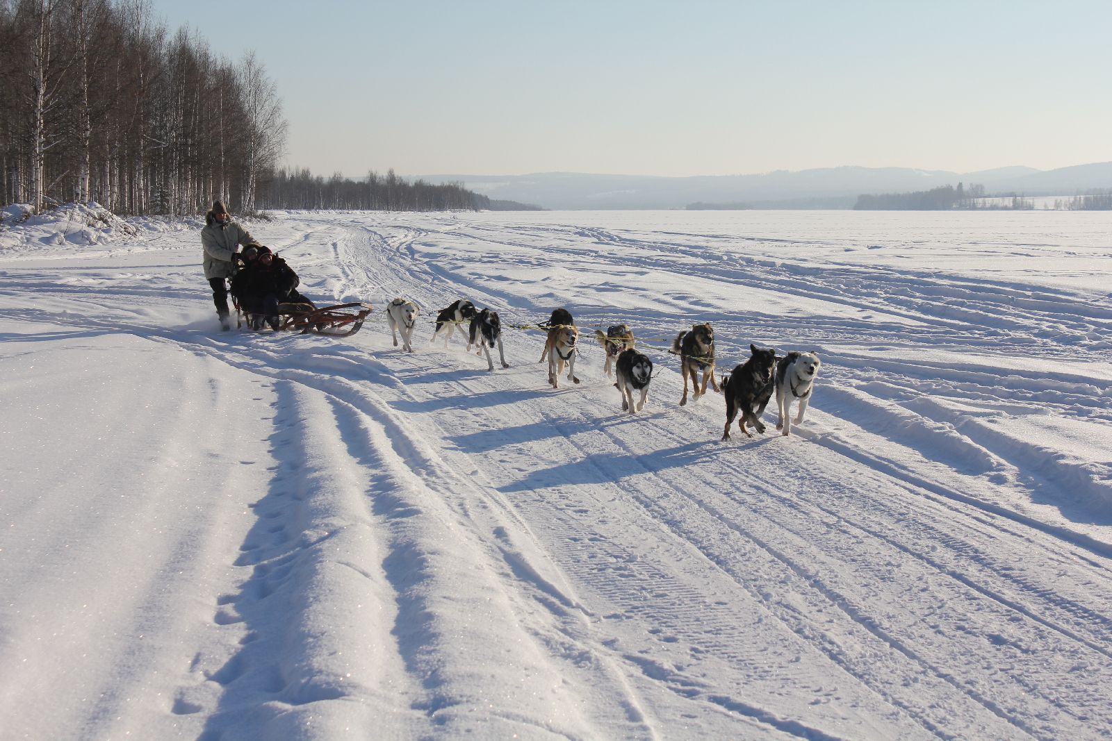 Dog sledding in Lapland from the Treehotel in Sweden