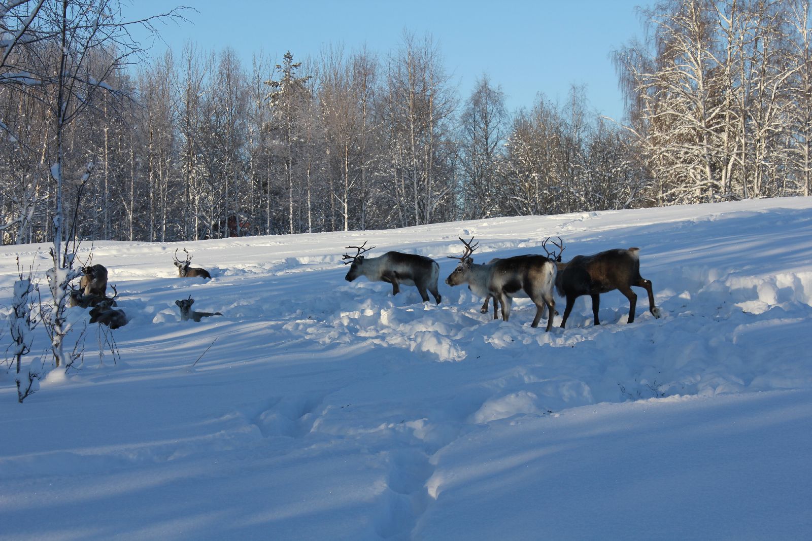 Wild reindeer near the Treehotel in Sweden