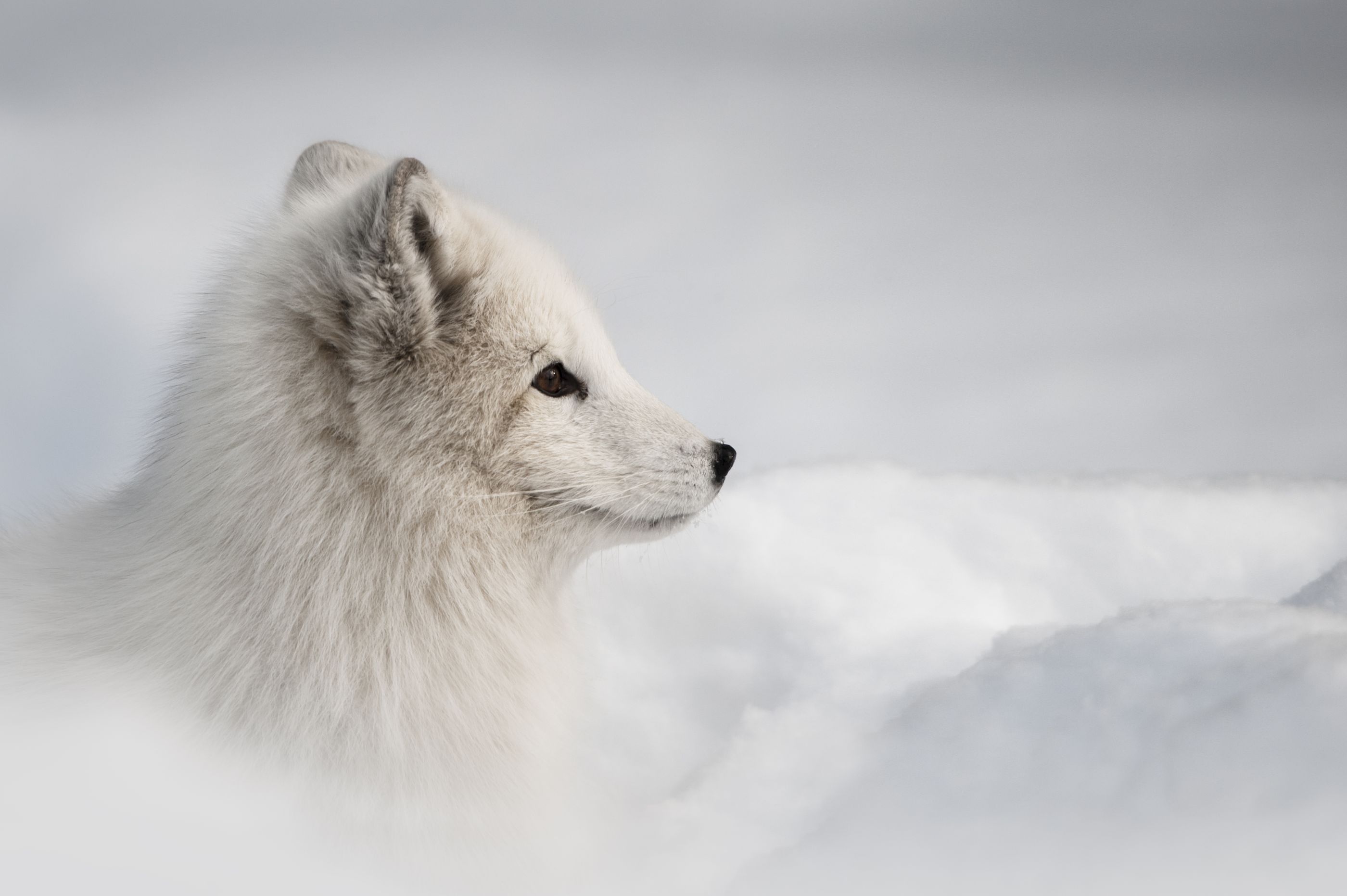 Arctic fox in Sweden