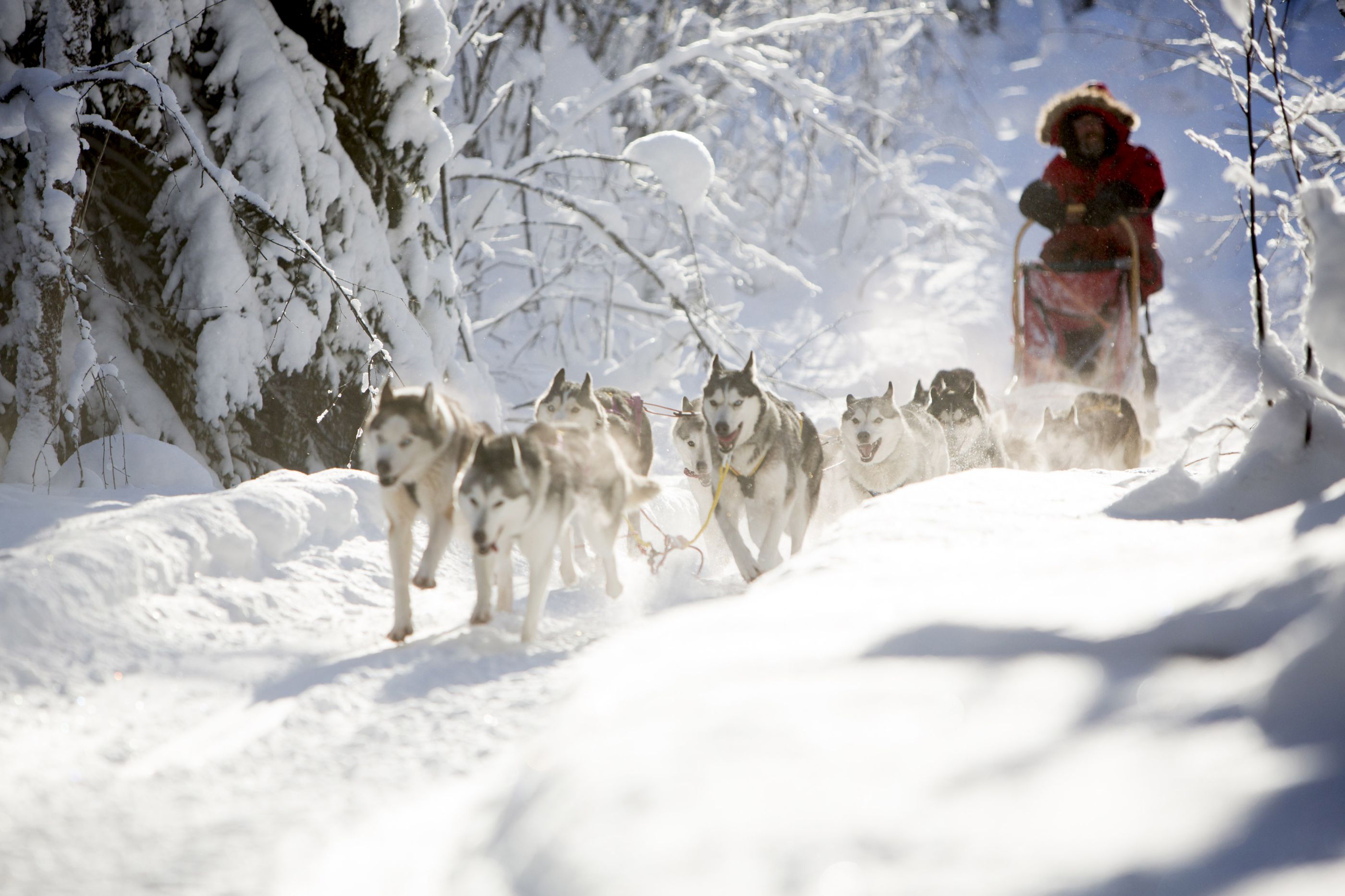 dog sledging near aurora safari camp in Sweden