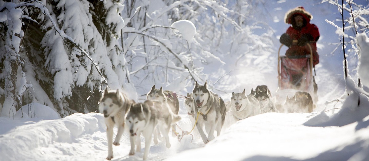 Dog sledging near Aurora Safari Camp in Sweden