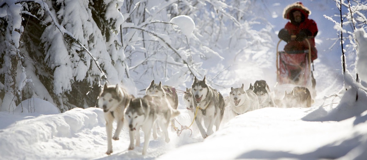 Dog sledging near Aurora Safari Camp in Sweden